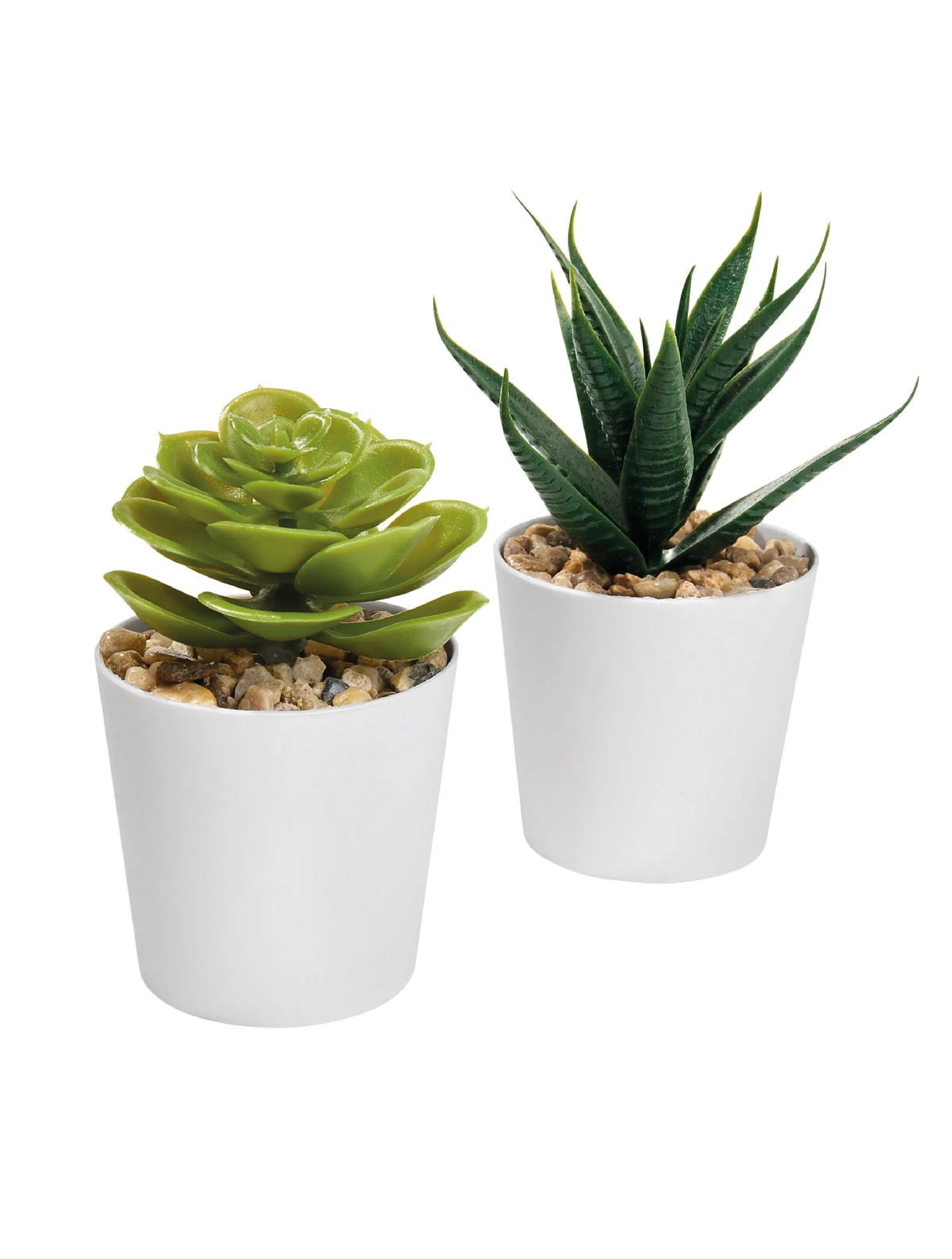 SET DE PLANTAS | ALISO